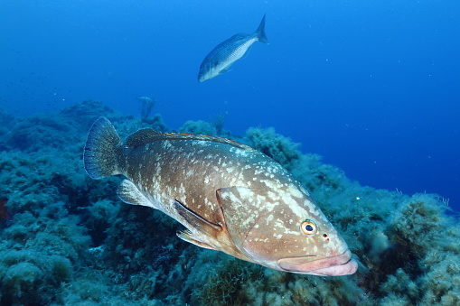 Dusky grouper (Epinephelus marginatus) in the marine protected area of Port-Cros in the south of France
