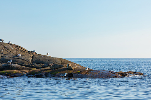 Seagulls and seals lying on a small island in Gothenburg's archipelago.