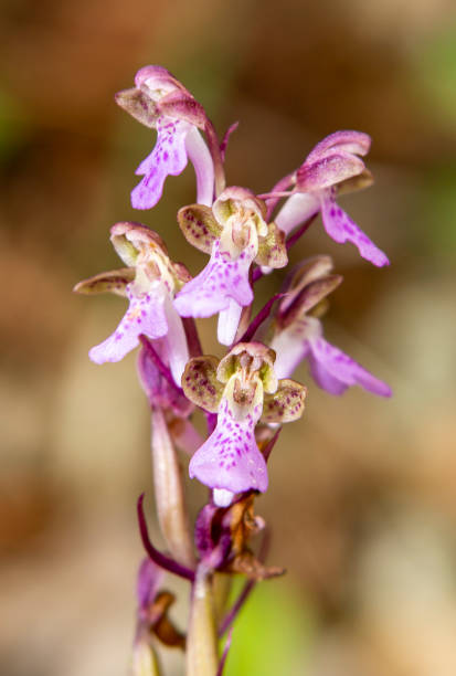 istock Spitzel's Orchid (Orchis spitzelii) close up picture 1255779164