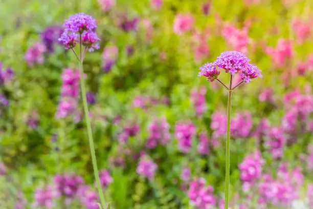 Beautiful purple Purpletop vervain (Verbena bonariensis) flowers in garden. Verbena bonariensis has tall, narrow, sparsely-leafed stems on top of bright lavender-purple flowers appear in late-summer.