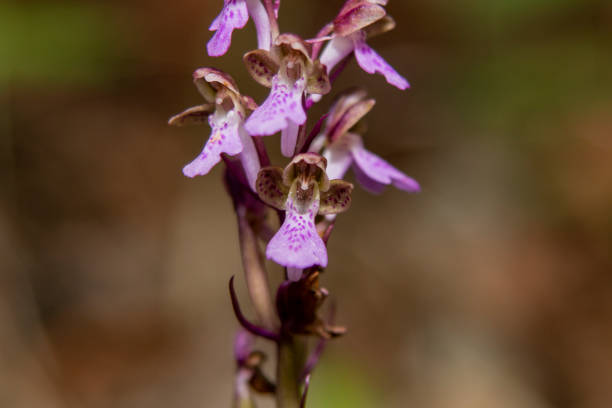 istock Spitzel's Orchid (Orchis spitzelii) close up picture 1255779488