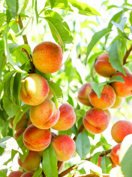 istock Ripe peaches grow on a tree close-up 1255780732