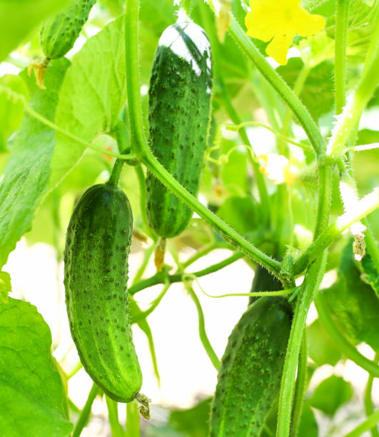 istock Cucumbers grow on a bush. Fresh vegetables 1255780734