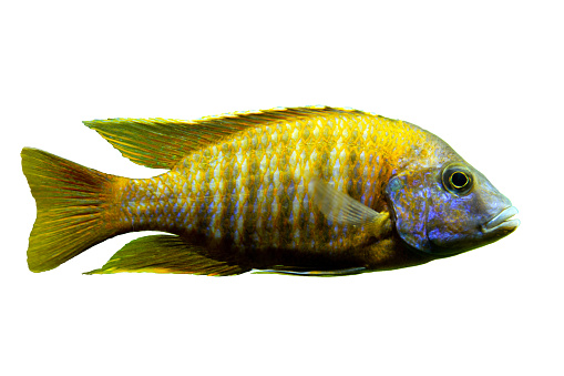 Malawi cichlids. Fish of the Labidochromis Hongi sp. Kimpuma on white background