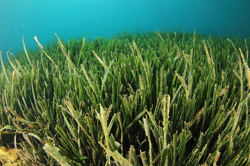 Seagrass meadow (Posidonia oceanica) an endemic species of the Mediterranean Sea