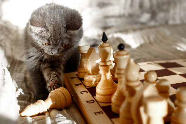 istock Blue british shorthair kitten is playing with chess 1255783628
