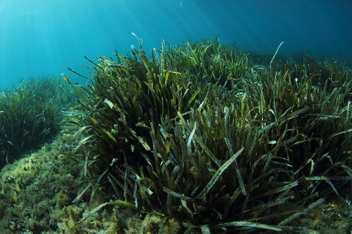 Seagrass meadow (Posidonia oceanica) an endemic species of the Mediterranean Sea