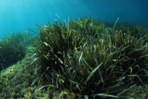 посидония водорослей луг - sea grass стоковые фото и изображения