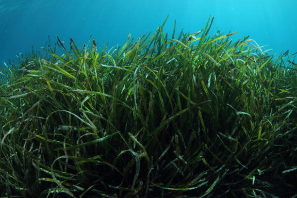 Posidonia seagrass meadow stock photo