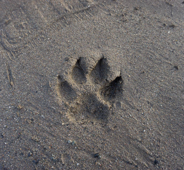 istock Dog's single paw print on sand 1255785637