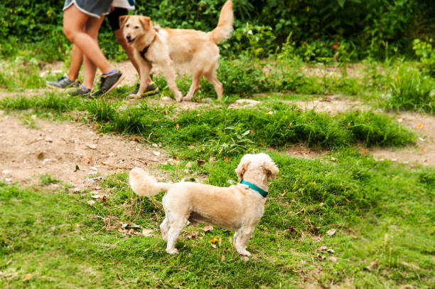 istock Senior dog in the yard 1255786053