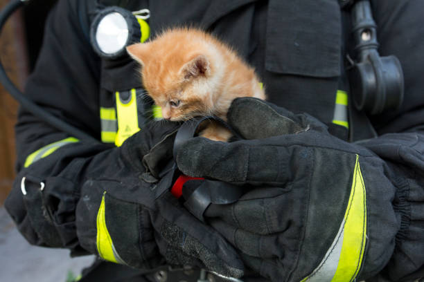 istock kitten in the hands of a lifeguard 1255786128