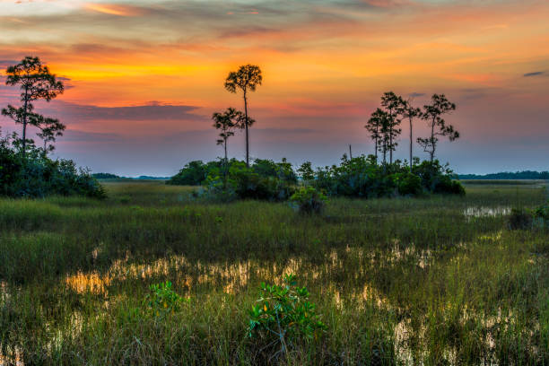 amanecer en mahogany run - parque nacional everglades fotografías e imágenes de stock