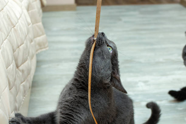 istock Cute grey cat biting playing leather cord wire very expressive angry playful 1255786984