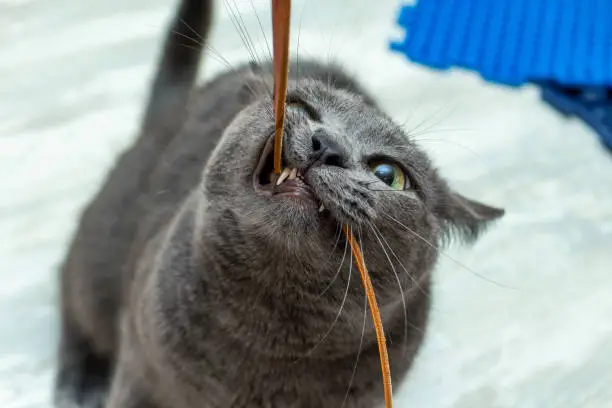 Cute grey cat biting playing leather cord wire very expressive angry playful