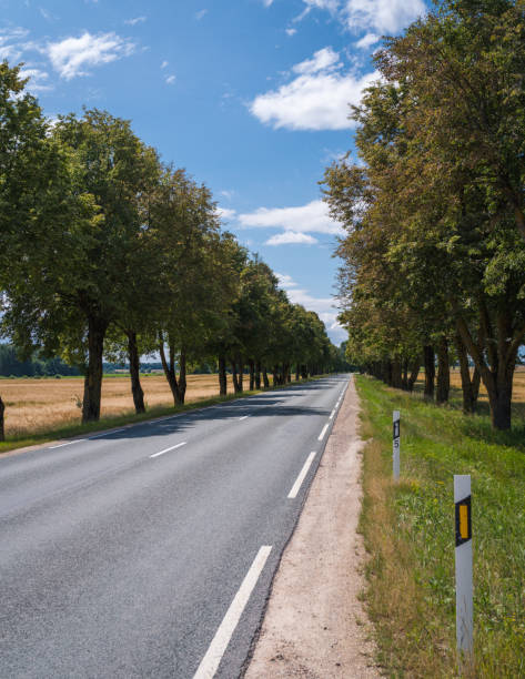 istock asphalt highway through a large alley of trees 1255787059