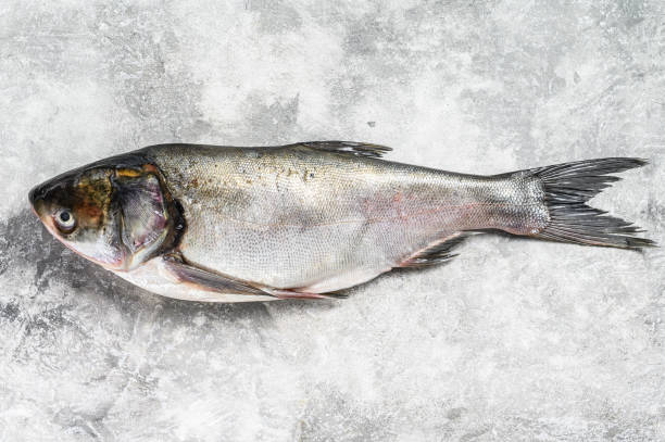 istock Raw whole fish silver carp. Gray background. Top view 1255788099