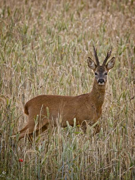 istock Deer in the Countryside 1255788399