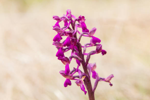 Green-veined Orchid (Orchis morio) in natural habitat