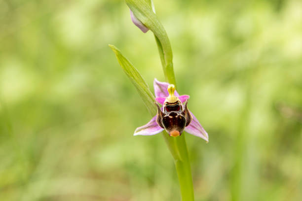 istock Horned Woodcock Orchid (Ophrys cornuta) 1255789283