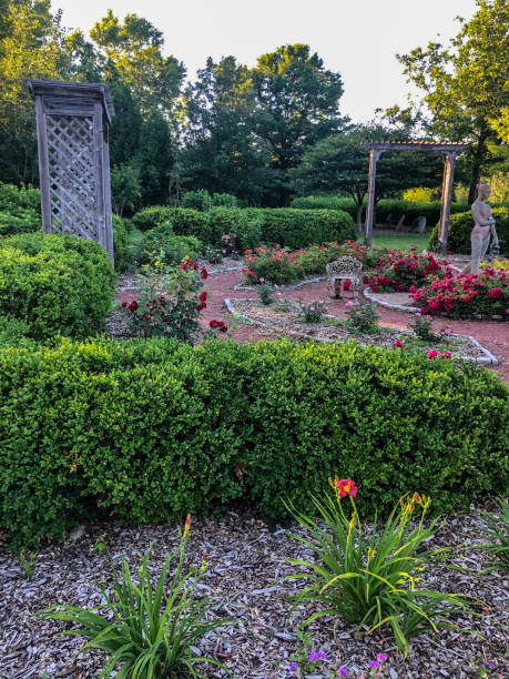 istock Beautiful flowers in garden setting 1255789334