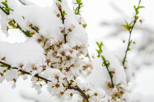 Snow falls in the spring and cherry blossoms, selective focus