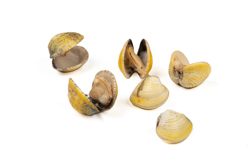Image with steamed cockles isolated on white background