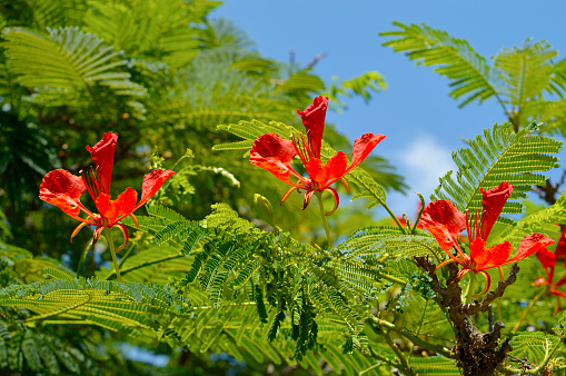 Flame of the forest tree Latin name Delonix regia