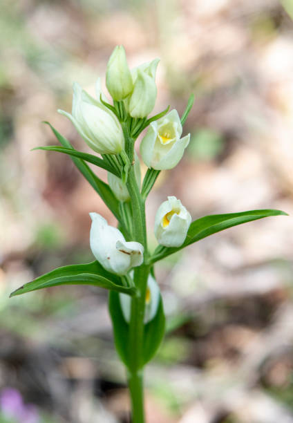 istock Large White Helleborine (Cephalanthera damasonium) 1255791325