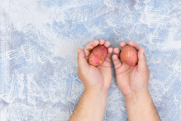 istock Top view of Young Red Potatoes in the hands. 1255791514