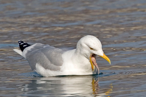 An American Herring Gull, Larus smithsonianus, with tougue extended