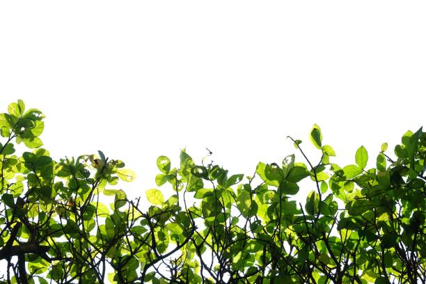 istock Tropical plant with leaves branches and sunlight on white isolated background for green foliage backdrop 1255792012