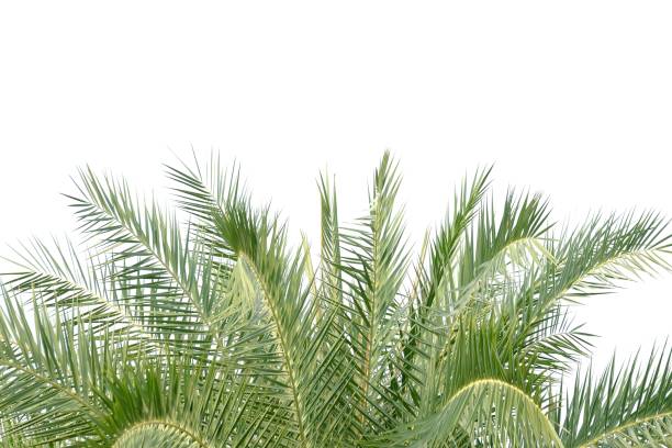 palmera tropical con ramas de hojas sobre fondo blanco aislado para el fondo de follaje verde y espacio de copia - herb plant dill frond fotografías e imágenes de stock