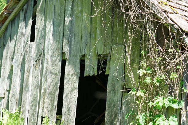 istock Abandoned place in summer photographed with natural light 1255792801