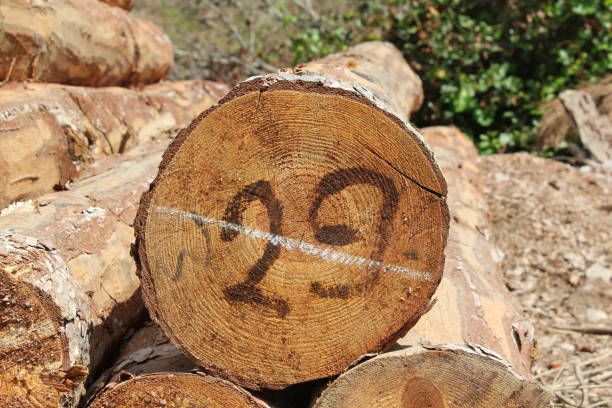 istock Trees cut in the forest and lined up by the roadside 1255792890