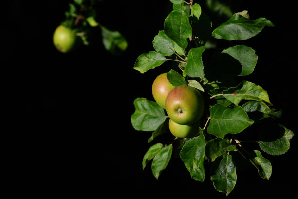 istock On an apple tree, apples grow on a branch against a black background 1255793566