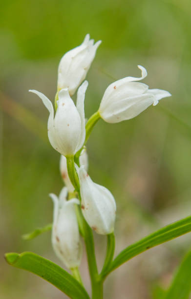 helleborine (cephalanthera longifolia) en hábitat natural - long leaved helleborine fotografías e imágenes de stock