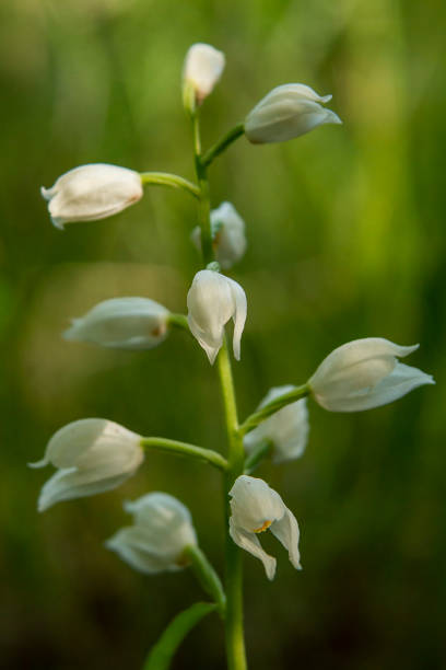 helleborine (cephalanthera longifolia) en hábitat natural - long leaved helleborine fotografías e imágenes de stock