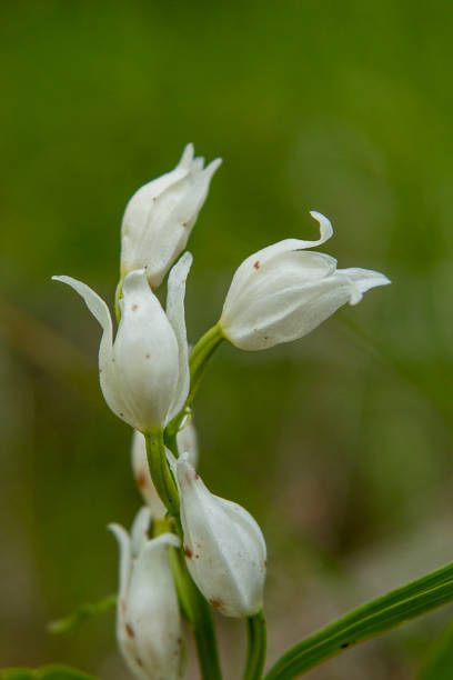 helleborine (cephalanthera longifolia) en hábitat natural - long leaved helleborine fotografías e imágenes de stock