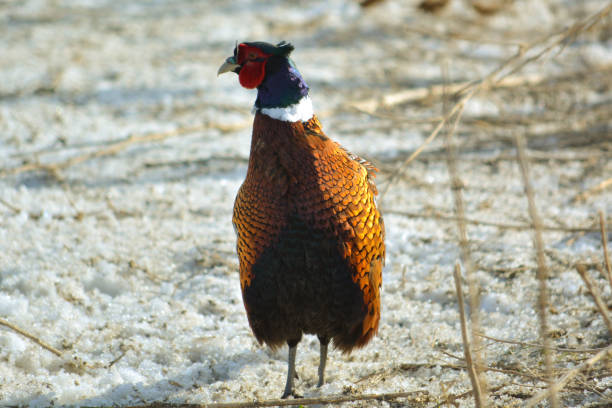 Male (Cock) Ring-Necked Pheasant in Snow stock photo