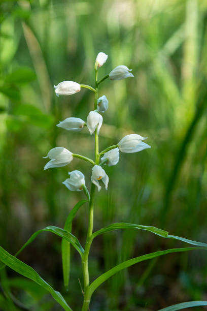 меч-ливлеборин (cephalanthera longifolia) в естественной среде обитания - long leaved helleborine стоковые фото и изображения