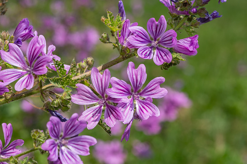 Close up of common mallow (malva sylvestris) flowers in bloom