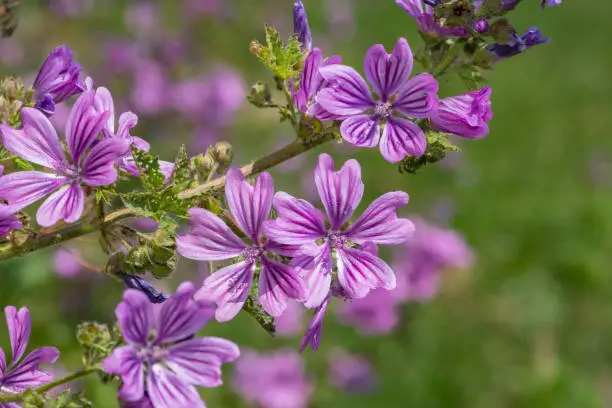 Close up of common mallow (malva sylvestris) flowers in bloom