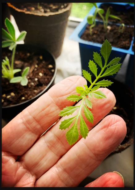 istock Marigold Seedling Indoor Garden 1255794746