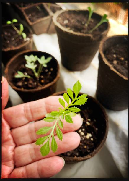 istock Marigold Seedling Indoor Garden 1255794756