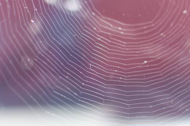 istock A spider web viewed in backlight to the sun in Cordoba, Argentina 1255795474
