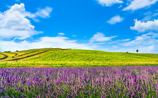 Lavender flowers in Tuscany, hill, cypress tree and green fields. Santa Luce, Pisa Italy, Europe