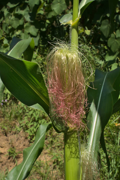 istock Zea Mays ( Corn ) female inflorescence, with young silk 1255799850