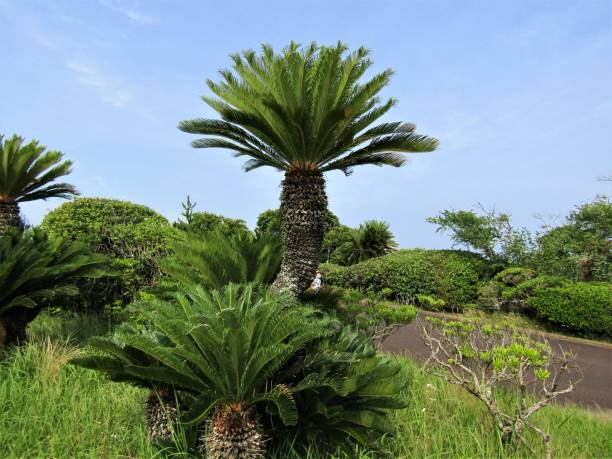 istock Japan. July. Palm alley at seaside beach. 1255801805