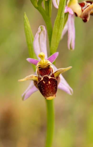 istock Horned Woodcock Orchid (Ophrys cornuta) 1255801815